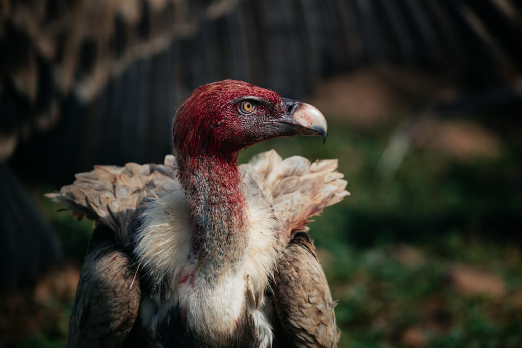 Griffon Vulture closeup with a bloody face after feeding, at a feeding station in the Los Alcornocales Natural Park in Spain. One of the areas from which our local population gets restocked.