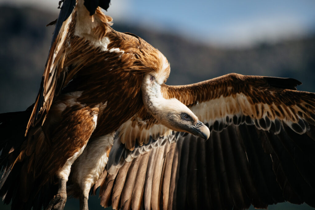 Griffon Vulture closeups at a feeding station in the Los Alcornocales Natural Park in Spain. One of the areas from which our local population gets restocked.